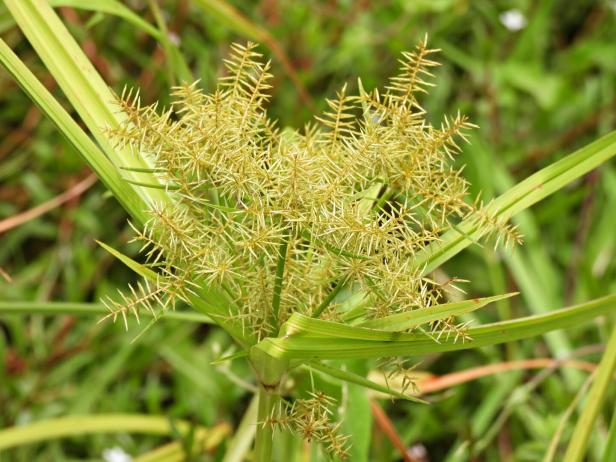 Straw-colored flatsedge (Cyperus strigosus) Nahaufnahme einer Erdmandel-Pflanze