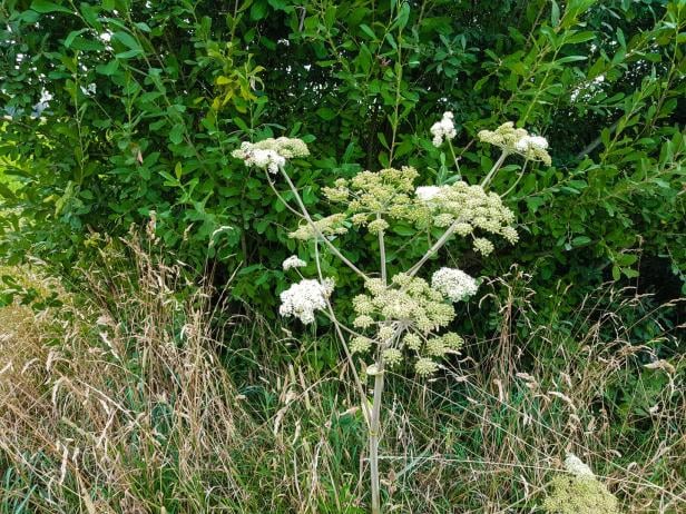 Riesenbärenklau - Heracleum Mantegazzianum Ein blühender Riesenbärenklau auf einer Wiese vor einem Busch