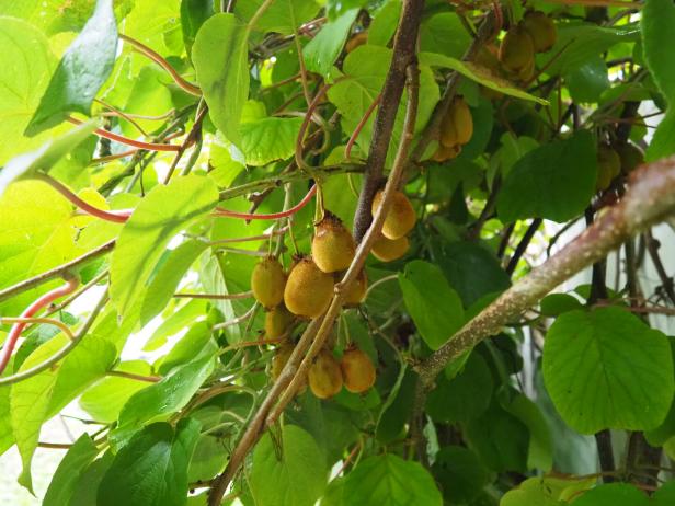 Saftige Kiwi-Früchte baumeln an einem Ast eines grünen Baumes.