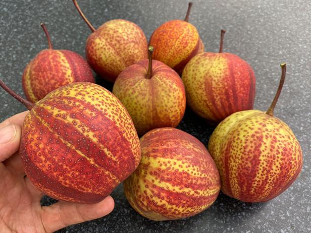 Sieben Früchte (Entenbirnen) liegen auf dem Tisch, eine Frucht wird von einer Hand gehalten