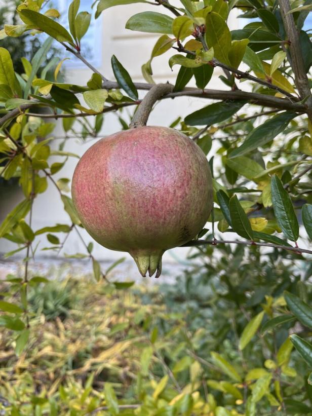 Granatapfel hängt am Baum
