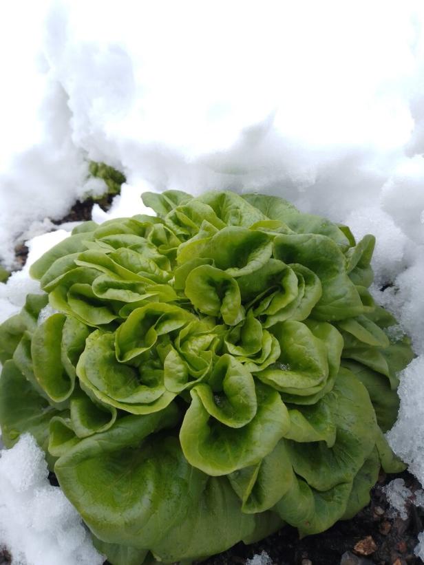Grüner Feldsalat im Schnee