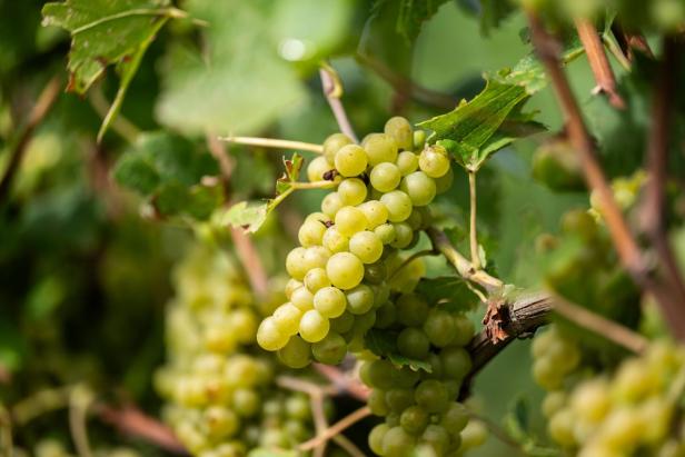 Foto-Termin Weinlese und Weinmischgetränke