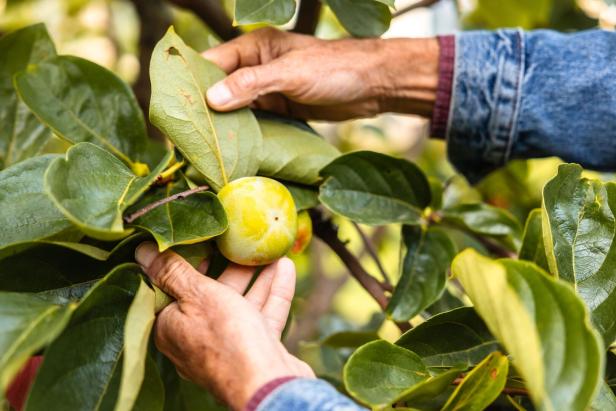 Hände greifen eine Frucht an, die in einem Baum voller Blätter hängt.