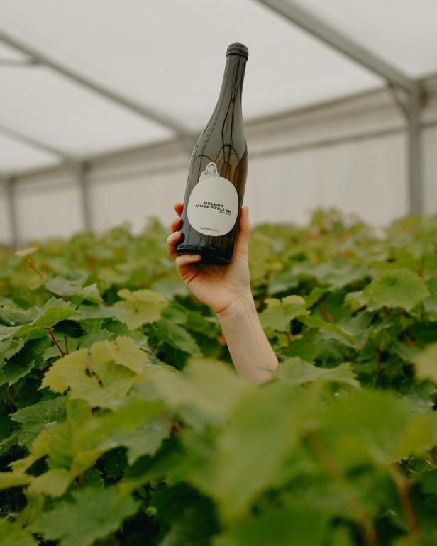 Weinflasche wird zwischen Wein hochgehalten