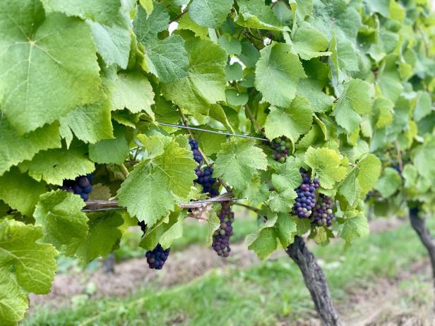 Weinrebe