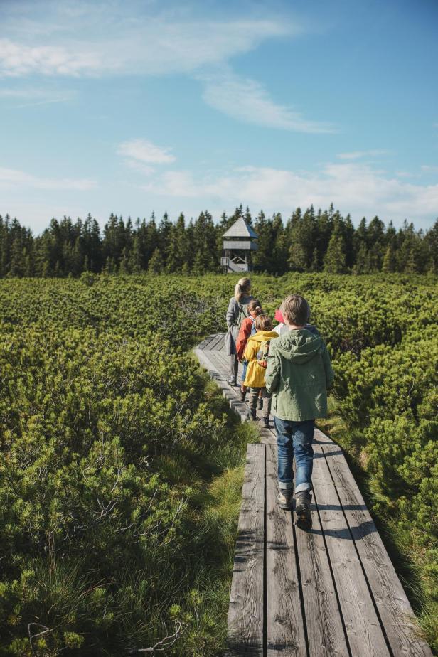 Vier Personen spazieren entlang eines Holzpfades, umgeben von grüner Natur.