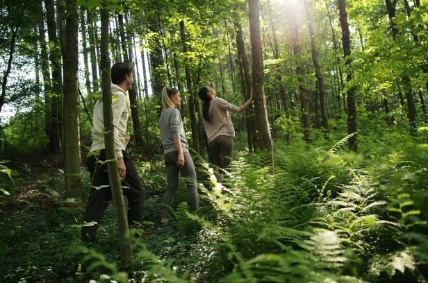 Drei Personen wandern bei Sonnenschein durch einen grünen Wald.