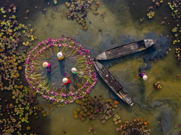 Lotusernte im Mekong