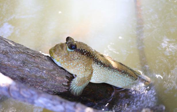 Aufnahme eines Schlammspringer Fisch, der die Sonne auf einem Ast genießt