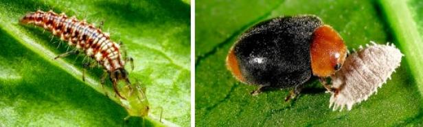 Nahaufnahme eines grünen Florfliegenlarve auf einem Blatt und eines schwarz-roten australischen Marienkäfers, der eine weiße Blattlaus frisst.
