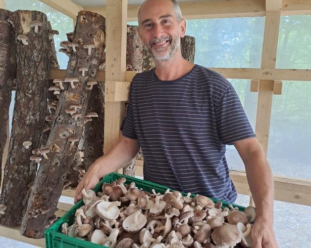 Mann in gestreiftem T-Shirt hält grüne Kiste voller brauner Pilze in einem Holzrahmenbau.