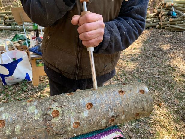 Person hält ein Werkzeug senkrecht über einen Baumstamm mit mehreren runden Bohrlöchern im Freien.