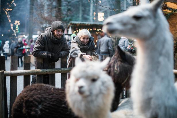 Mehrere Alpakas stehen vor einem Holzzaun, dahinter zwei Personen mit Winterkleidung, im Hintergrund unscharfe Lichter und Menschen.