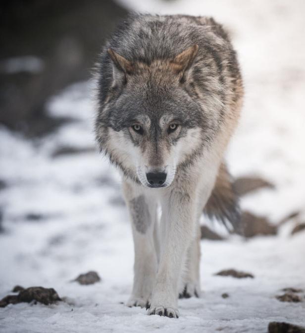 Wolf im Schnee