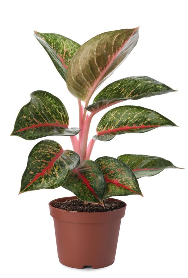 Eine Aglaonema-Pflanze mit grün-roten Blättern in einem braunen Topf.