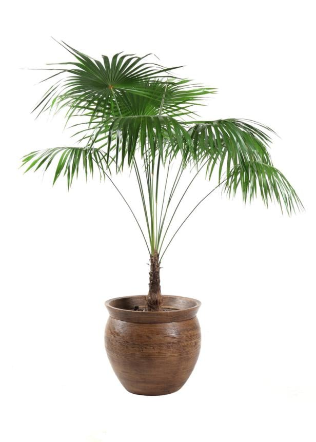 Eine Schusterpalme mit fächerförmigen Blättern steht in einem braunen Blumentopf.