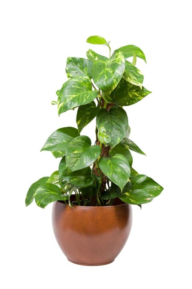 Scindapsus, eine grüne Kletterpflanze mit herzförmigen, gelb gemusterten Blättern, in einem braunen Blumentopf.