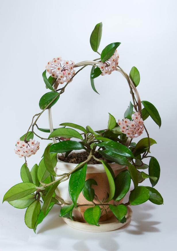 Eine Hoya-Pflanze mit rosa Blüten und grünen Blättern wächst in einem Topf mit Rankhilfe.