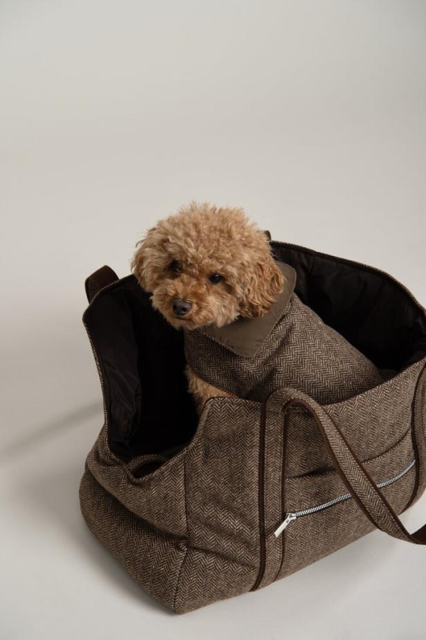 Ein brauner Pudel in einer grau-braunen Reisetasche