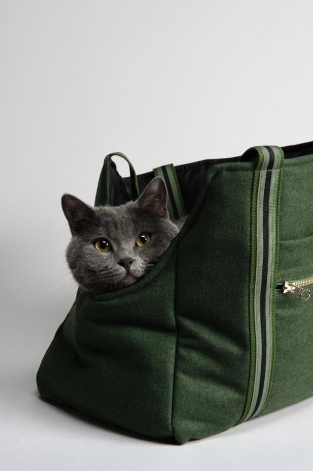 Eine graue Katze in einer grünen Reisetasche