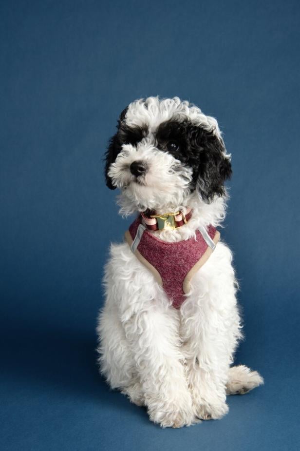 Ein weiß-schwarzer Hund mit rotem Geschirr