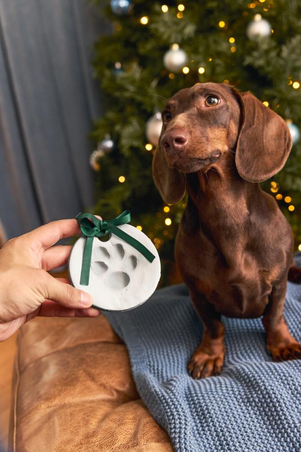 Ein brauner Dackel vor einem Christbaum mit einem Ornament mit seinem Pfotenabdruck