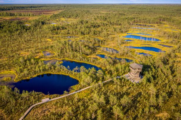Viru bogs at Lahemaa national park, Estonia