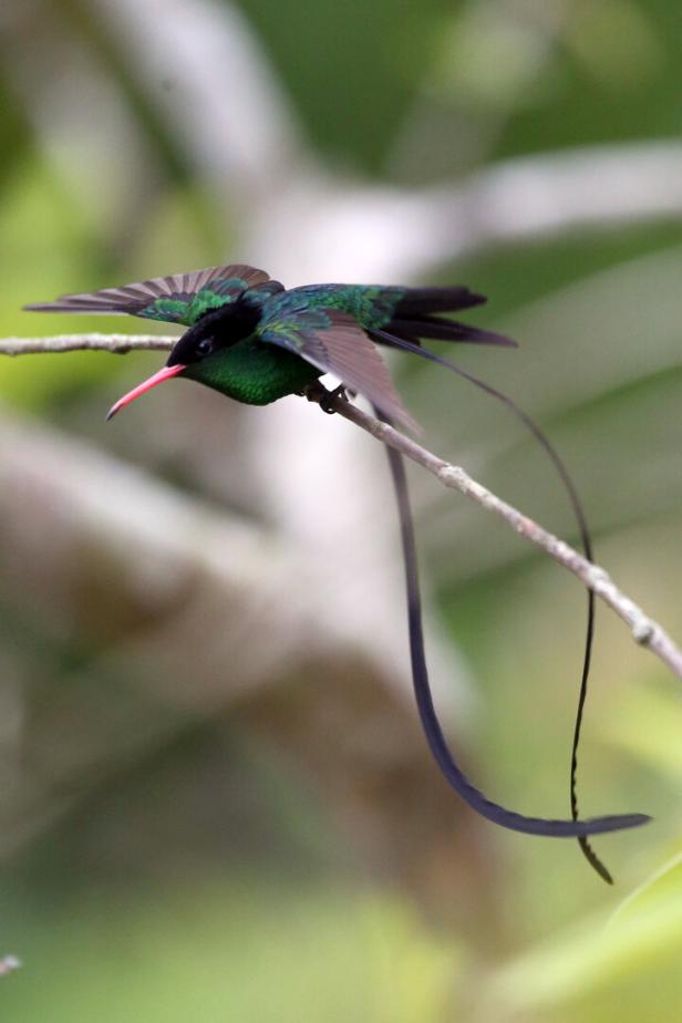 Jamaika-Kolibri 