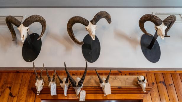 Mehrere Tier-Schädel mit Hörnern sind an einer Wand auf Holz- und Metallhalterungen montiert.