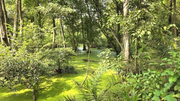 Lekki Park Mangroven Nigeria