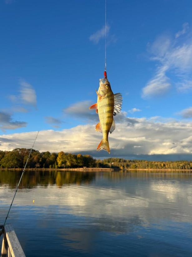 Ein gefangener Fisch hängt an einer Angelschnur über einem ruhigen See mit bewaldetem Ufer und blauem Himmel.