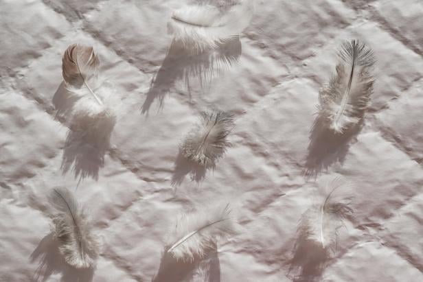 Background of little white feather bird dove