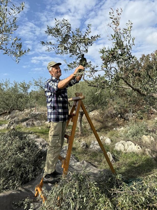 Ein älterer Mann erntet Oliven von einem Baum, während er auf einer Leiter steht.