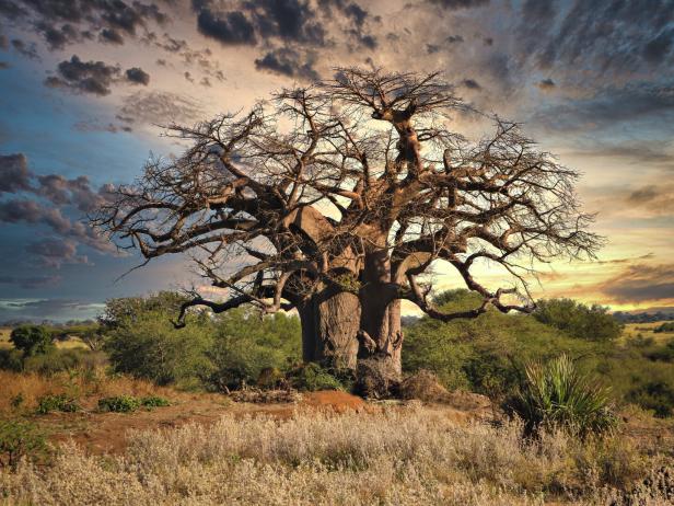 giant baobab tree in the African bush