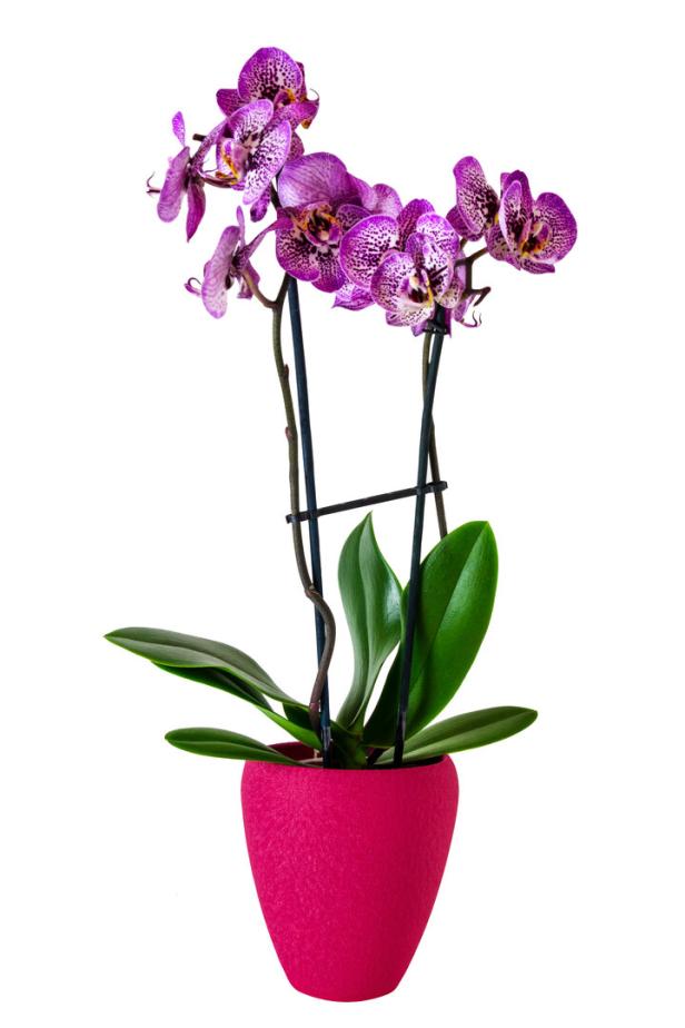 Meistverkaufte Blütenpflanze Mitteleuropas: die Schmetterlingsorchidee (Phalaenopsis).