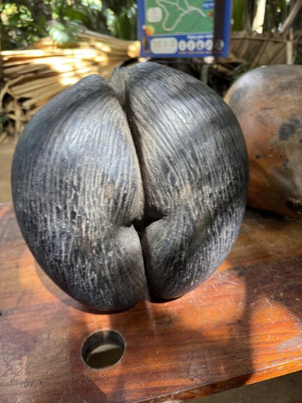Eine große, dunkle Coco de Mer-Nuss liegt auf einem Holztisch.