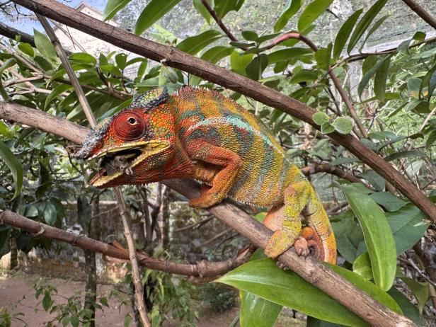 Ein buntes Chamäleon sitzt auf einem Ast und frisst eine Heuschrecke zwischen grünen Blättern.