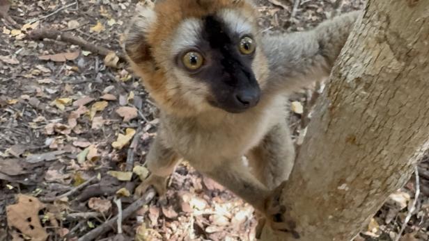 Ein Lemur mit braunem Fell und großen Augen klettert an einem Baumstamm im Wald.