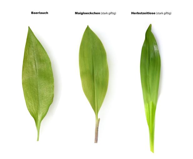 Die Blätter von Bärlauch, Maiglöckchen und Herbstzeitlose im Vergleich