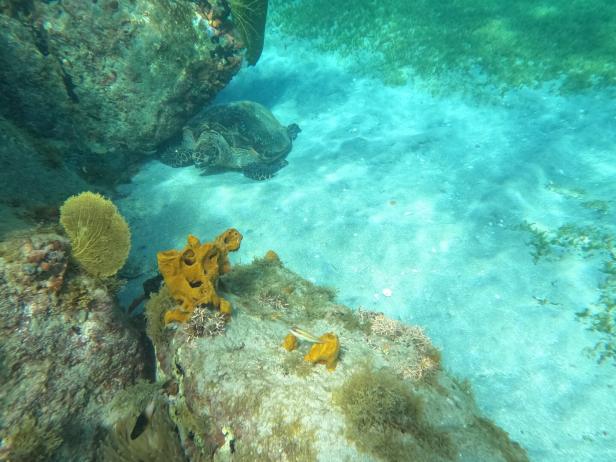 Eine Meeresschildkröte schwimmt am sandigen Meeresboden zwischen Felsen und Korallen.