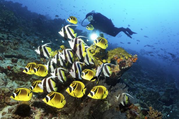 Ein Schwarm gelber Fische im Meer und im Hintergrund ein Taucher