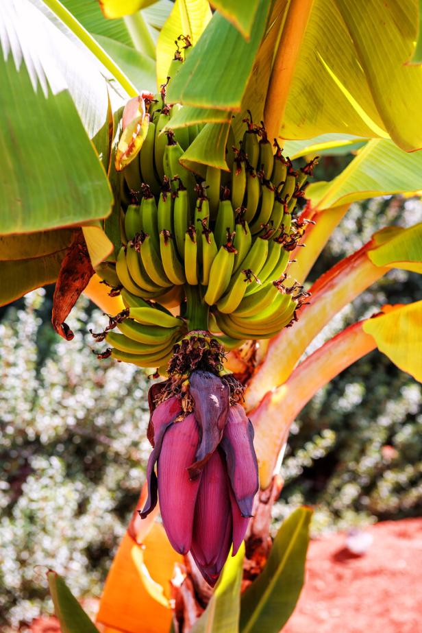 Ein Bananenstrauch mit grünen Bananen und einer großen violetten Blüte hängt zwischen grünen Blättern.