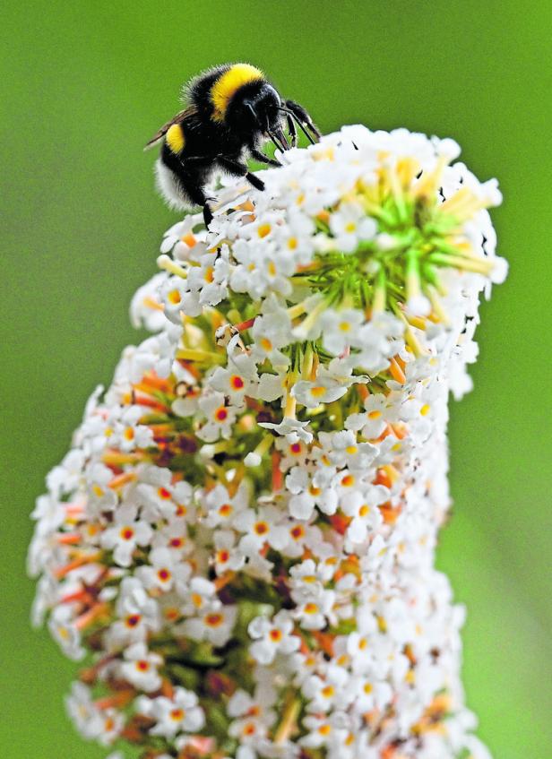 Mitmachaktion "Insektensommer" des Naturschutzbunds
