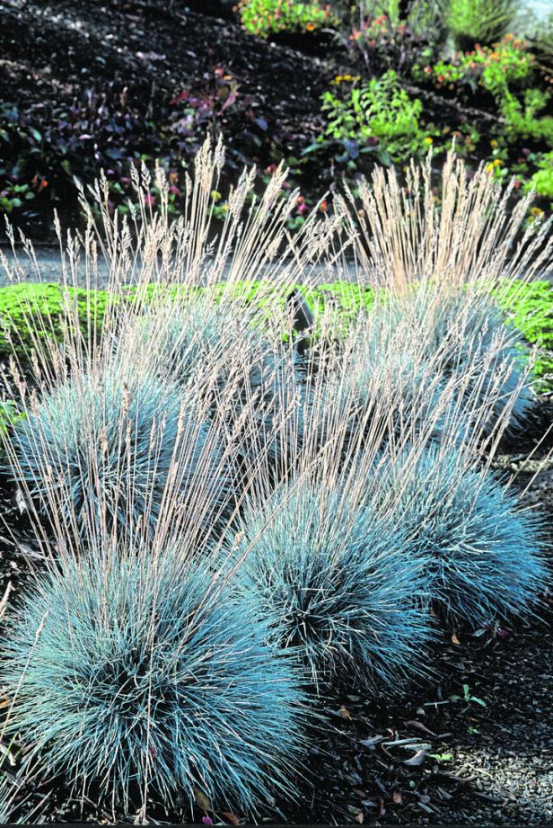 The 'Elijah Blue' fescue is a popular, compact ornamental grass known for its striking, year-round silver-blue foliage. Silverton, Oregon