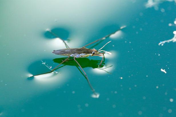 Macro of Gerris lacustris or common pond skater