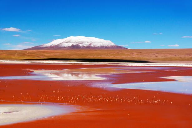 Ein roter See mit weißen Flamingos im Vordergrund, dahinter eine schneebedeckte Berglandschaft unter blauem Himmel.