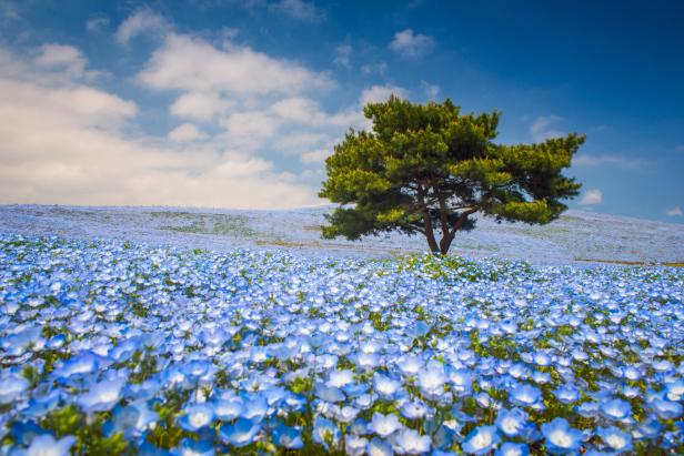 Ein einzelner Baum steht auf einer Wiese voller blauer Blumen unter einem leicht bewölkten Himmel.