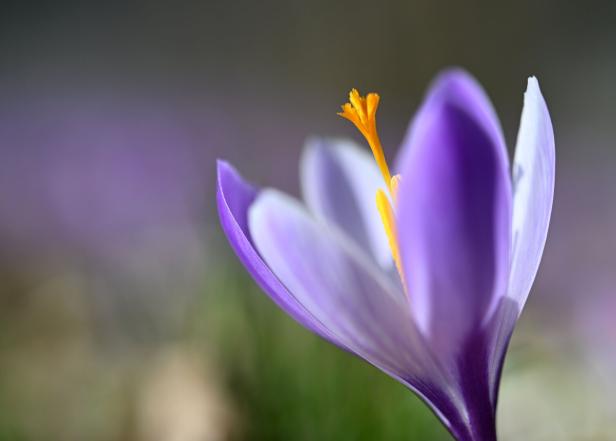 ++ THEMENBILD ++ KROKUS / KROKUSWIESE / KROKUSBLÜTE / BLUMEN / FRÜHLING / WETTER / TOURISMUS / NATUR / PFLANZEN