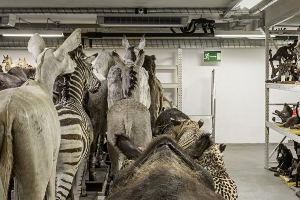 "Maschinenräume – hinter der Kulisse der Wiener Ringstraße“, Hertha Hurnaus